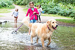 Family with dog enjoy paddling in stream at Cannock Chase