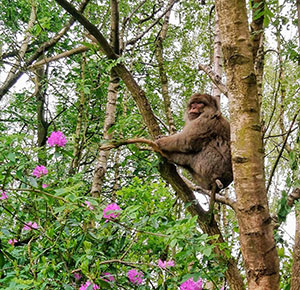 Monkey in Tree at Trentham Monkey Forest, Staffordshire. Image courtesy Dirt, Diggers & Dinosaurs