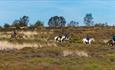 Trekking through the heather