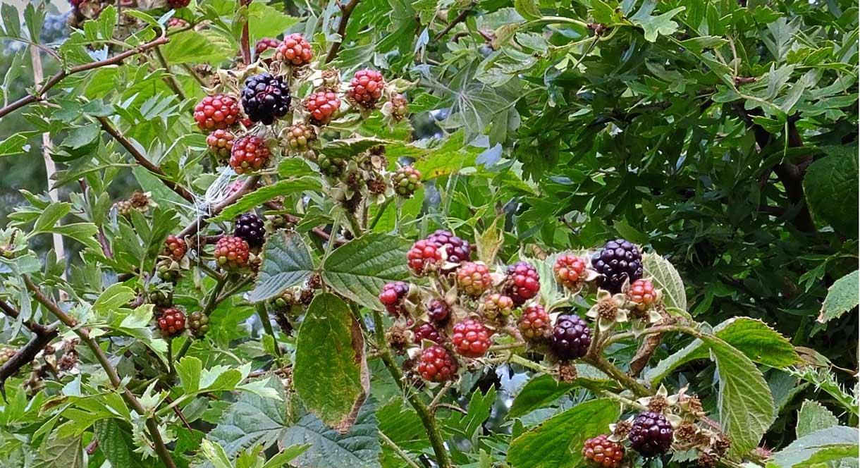 Blackberries in Radford Bank Meadows, photo by Tim Wayne